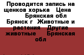 Проводится запись на щенков хорька › Цена ­ 5 000 - Брянская обл., Брянск г. Животные и растения » Другие животные   . Брянская обл.